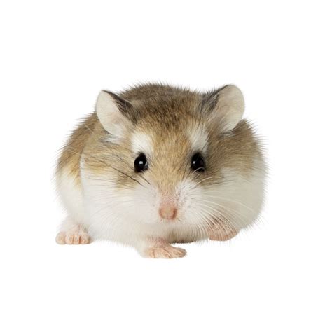 hamsters for sale at petsmart near me|types of hamsters at petsmart.